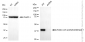 KD-Validated Anti-Acetyl-CoA acetyltransferase 1 Rabbit Monoclonal Antibody